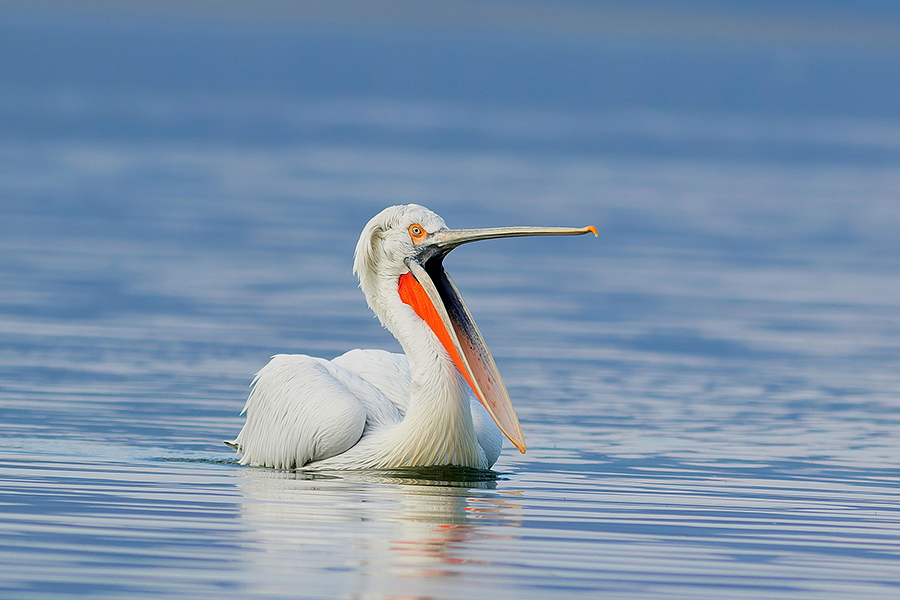 Dalmatian Pelican Photography Tour