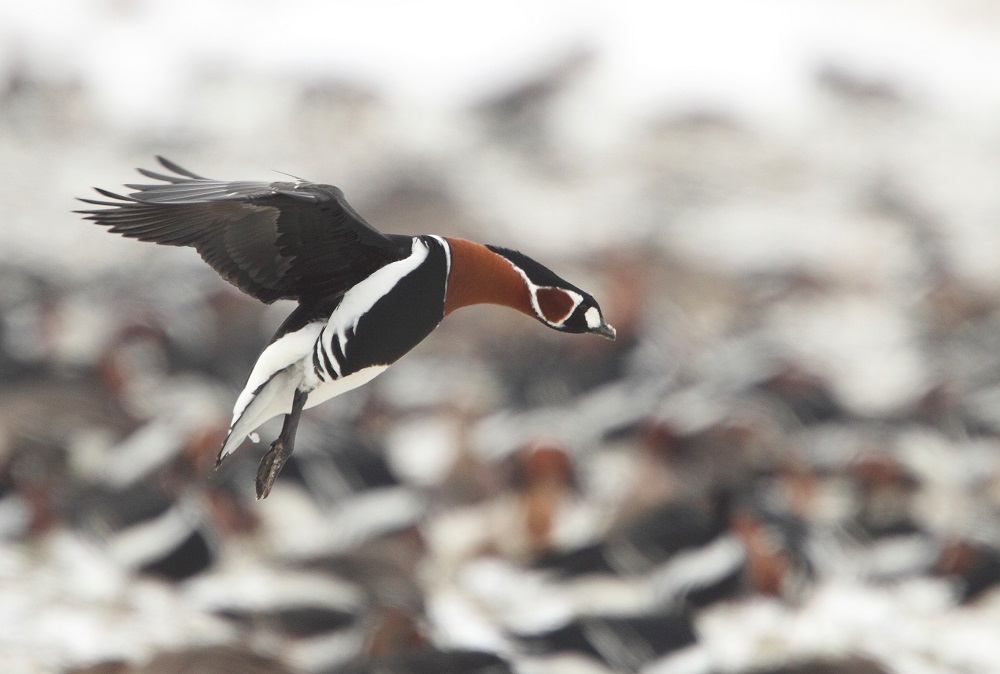 Red-breasted Goose by Mladen Vasilev