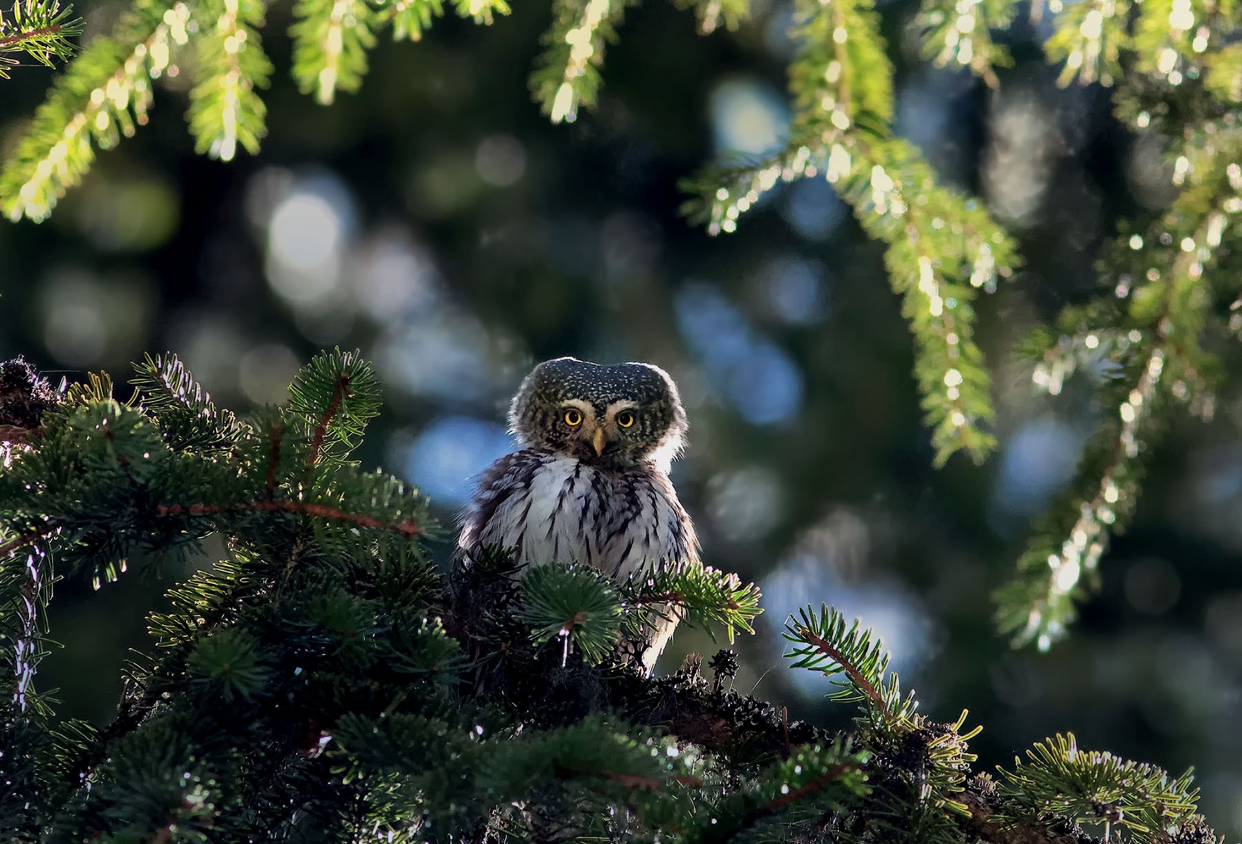 Bulgaria Birding Tours