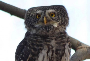 Eurasian Pygmy Owl by Simeon Gigov